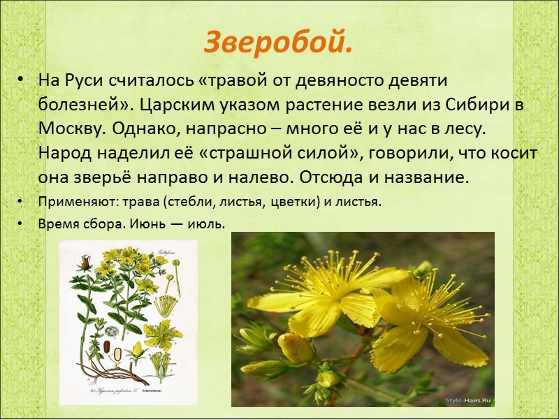 Зверобой. На Руси считалось «травой от девяносто девяти болезней». Царским указом растение везли из